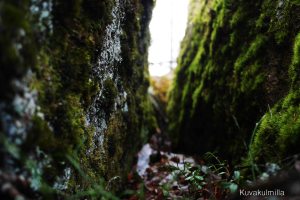 Sammalpeitteisiä kiviä