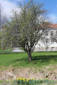 Omenapuu Törnävän sairaalan alueella