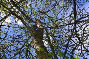 Omenapuu Törnävän sairaalan alueella