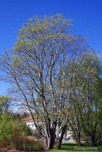 Lehmus Törnävän sairaalan alueella