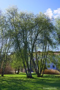 Tuomi Törnävän sairaaln päärakennuksen läheisyydessä.