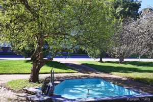 Kirsikkapuu löytyy suihkulähteen läheltä Törnävän sairaalan päärakennusta.