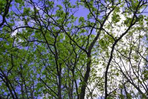 Lehmus alhaalta ylöspäin kuvattuna.