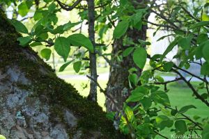 Omenapuun rungosta näkee ettei kyseessä ole aivan nuori puu.