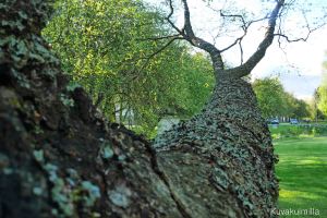 Extrana koivu, joka yrittää tehdä oksien pituusennätystä.