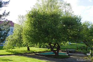 Törnävän sairaalan kirsikkapuut eivät vielä kuki, muualla kaupungilla toiset lajikkeet ovat jo kukassa.