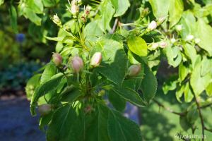 Kukat ovat kyllä nupulla, kauankohan aukeaminen kestää?