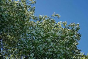 Tuomi oli niin komea kuin puu voi olla.