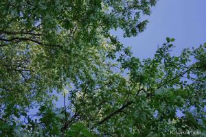 Valtava määrä kukkia.