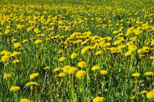 Voikukkia Tero Hintsa