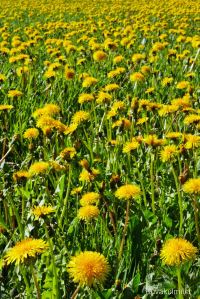 Voikukkia Tero Hintsa