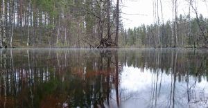 Suomalainen koralliriutta eli suo kevättulvassa. Tero Hintsa.