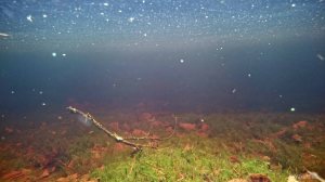 Suomalainen koralliriutta eli suo kevättulvassa. Tero Hintsa.