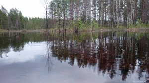 Suomalainen koralliriutta eli suo kevättulvassa. Tero Hintsa.