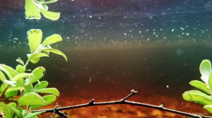 Suomalainen koralliriutta eli suo kevättulvassa. Tero Hintsa.