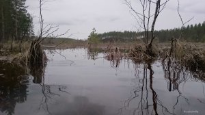 Suomalainen koralliriutta eli suo kevättulvassa. Tero Hintsa.