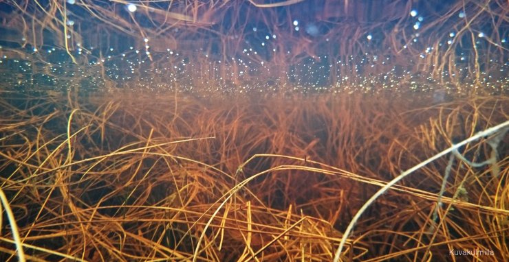 Suomalainen koralliriutta eli suo kevättulvassa. Tero Hintsa.