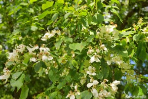 Kirsikkapuu Tero Hintsa