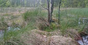 Finnish coral reef 2.6.2015, picture 2. Above the water.