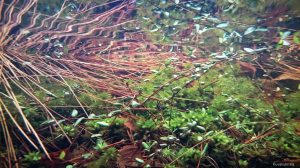 Finnish coral reef 2.6.2015, picture 2. Under the water.