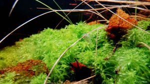 Finnish coral reef 2.6.2015, picture 1. Under the water.