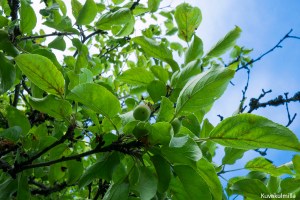 Tero Hintsa Omenapuu