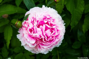 Olihan komeita pioneja Törnävällä, kannattaa poiketa katsomassa!