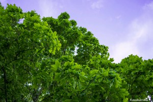 Vaahtera taitaa olla komeimmillaan kesäasussaan.