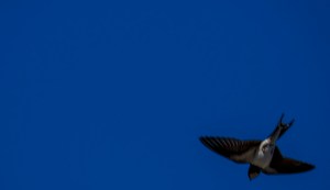 Pääskynen Swallow Tero Hintsa