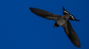 Pääskynen Swallow Tero Hintsa