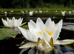 Water lilys Lumpeet Tero Hintsa