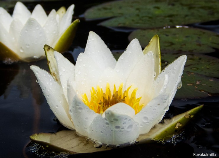 Water lilys Lumpeet Tero Hintsa