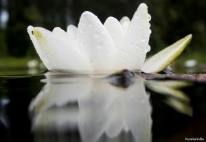 Water lilys Lumpeet Tero Hintsa