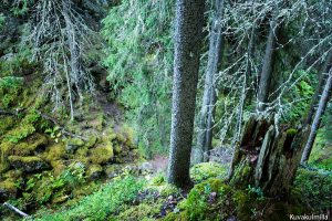 Hitonhauta Laukaa Tero Hintsa