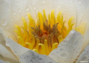 Lumpeen kukka Tero Hintsa