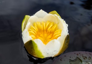 Lumpeen kukka Tero Hintsa