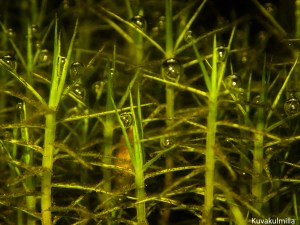 sphagnum underwater Tero Hintsa
