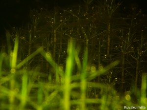 sphagnum underwater Tero Hintsa