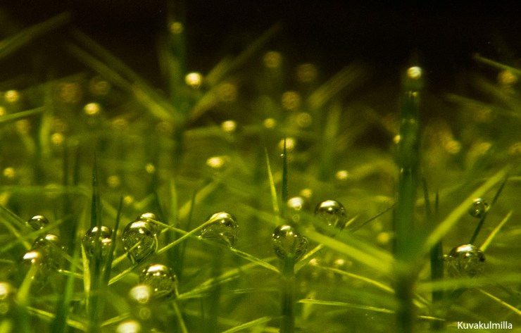 sphagnum underwater Tero Hintsa