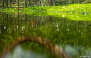 sphagnum underwater Tero Hintsa