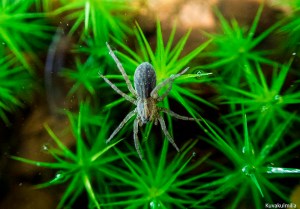 sphagnum underwater Tero Hintsa