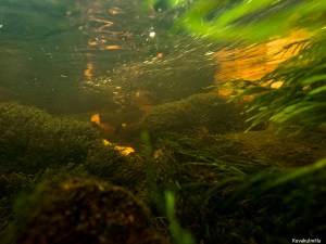 Silmäkoski rapids underwater Tero Hintsa