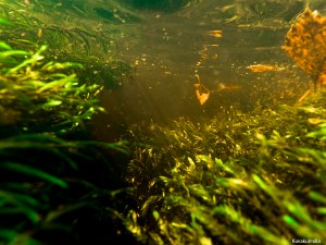 Silmäkoski rapids underwater Tero Hintsa