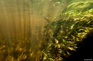 Silmäkoski rapids underwater Tero Hintsa