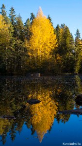 Ruska fall colours Tero Hintsa