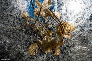 Flowers inside the ice Tero Hintsa