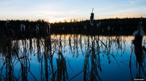 Osmankäämi Tero Hintsa