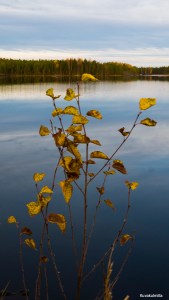 Ruska Kyrkösjärvellä Tero Hintsa