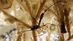 Big mosquito inside the ice Tero Hintsa