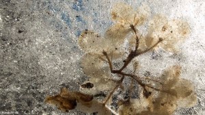 Flowers inside the ice Tero Hintsa